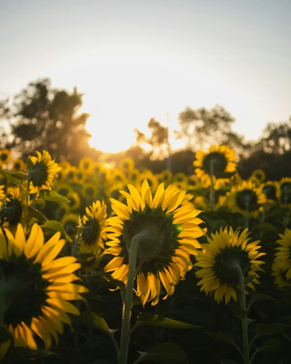 Een veld vol zonnebloemen bij zonsondergang